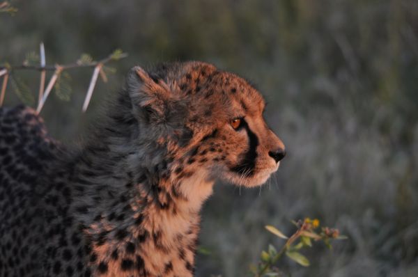 Guepard Cheetah Acinonyx jubatus